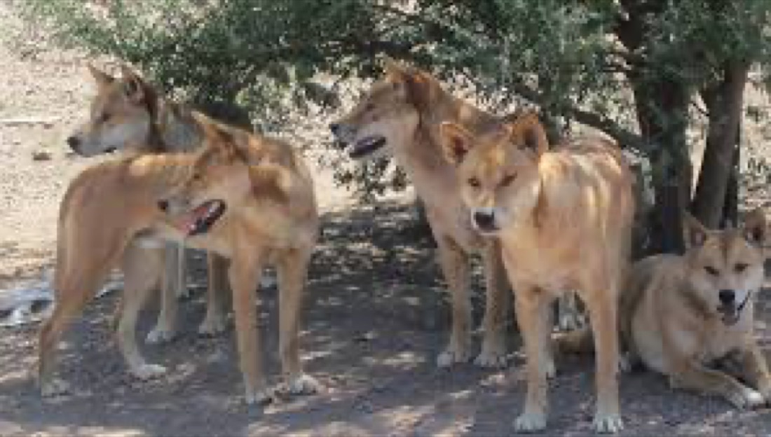 Dingo