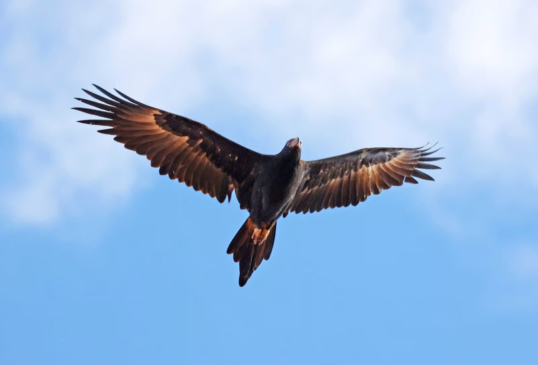 Wedge-tailed eagle