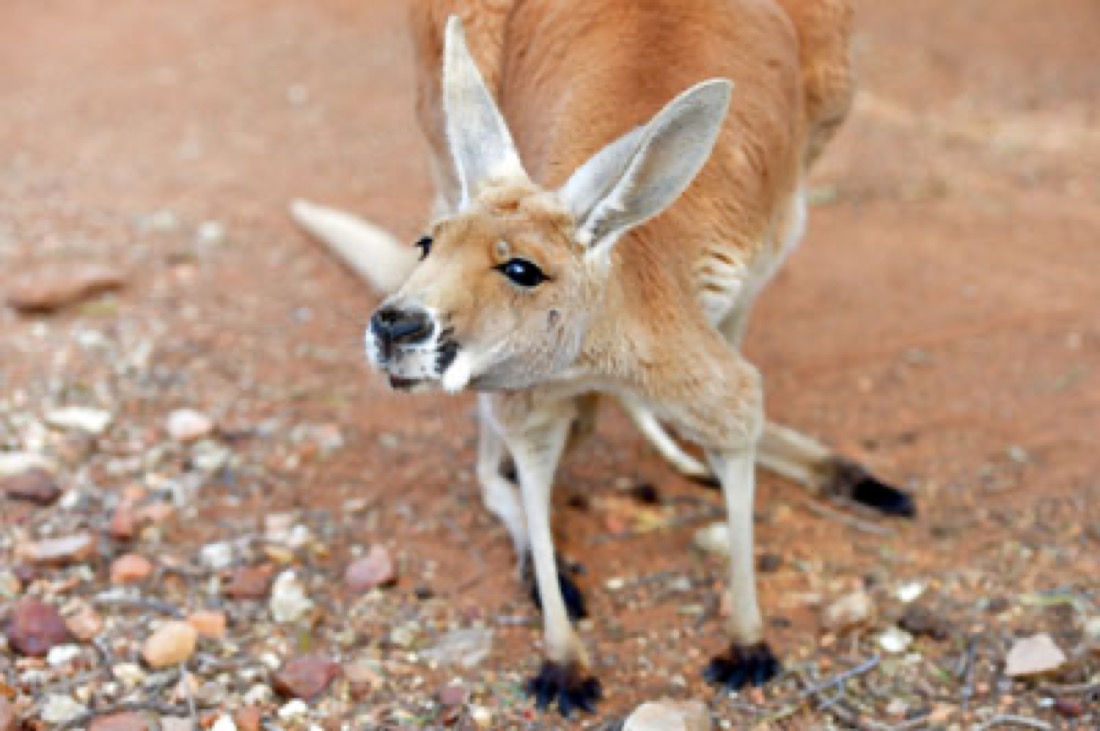 Red kangaroo